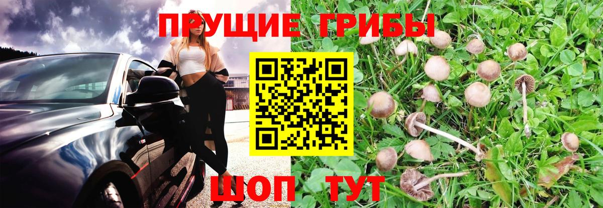 Псилоцибиновые грибы Psilocybe Шумерля